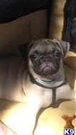 pug puppy posted by 492 CH KENNELS